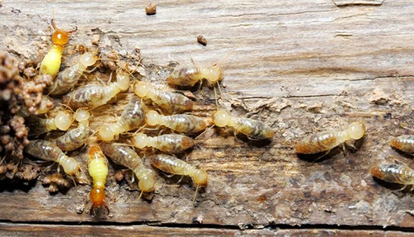 Termite control