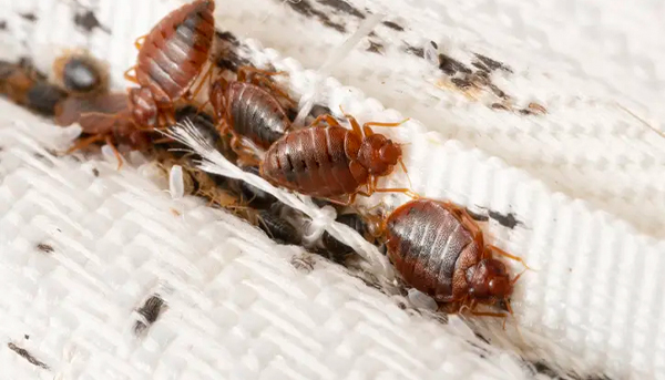 Bed bug control