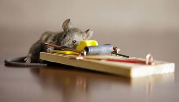 Rodent control