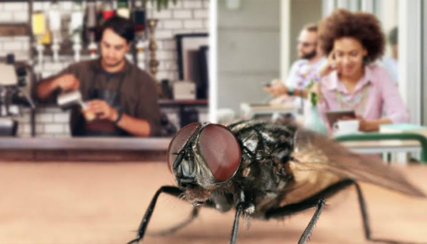 Fly control